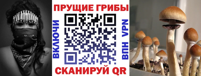 Псилоцибиновые грибы GOLDEN TEACHER  Грозный 